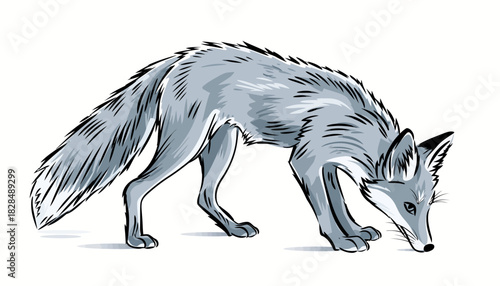 A hand-drawn illustration of a grey fox sniffing the ground on a white background.