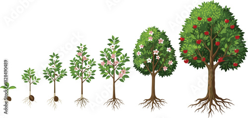 Apple Tree Life Cycle Stages Growth Evolution From Seedling Sprout to Mature Fruit-Bearing Tree Illustration Vintage Botanical Diagram Agriculture Horticulture Gardening Education Poster Design Vector