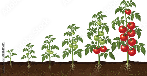 Stages of Tomato Plant Growth Cycle Illustration, From Young Seedling to Mature Plant with Ripe Red Fruit, Organic Farming and Gardening Concept, Harvest Time Progression Drawing.