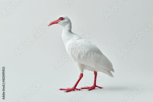 White bird with red legs stands on white surface, looking alert