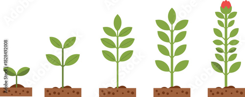 🌱 Plant Growth Stage Icon Set: Seedling, Sprout, Young Plant, Maturing Stalk, and Blooming Flower Bud Illustrating Life Cycle, Nature, Horticulture, and Ecological Development Process
