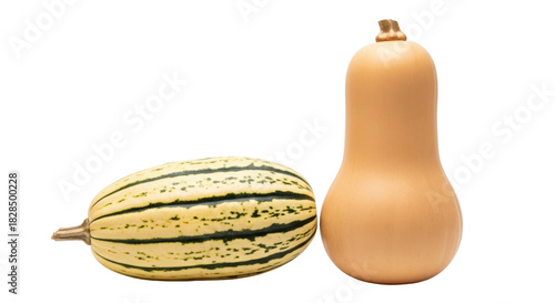 Isolated pair of fresh gourds butternut squash and spaghetti squash close up against seamless backdrop