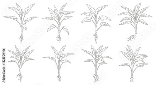 Collection of hand drawn botanical illustrations of young plants with roots