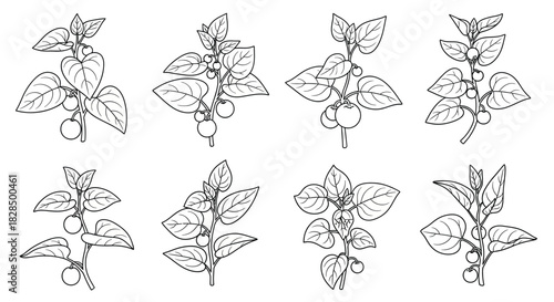 Collection of hand drawn botanical illustrations of herb stems