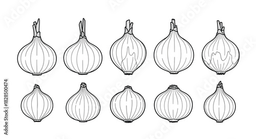 Collection of hand drawn botanical illustrations of onions and shallots
