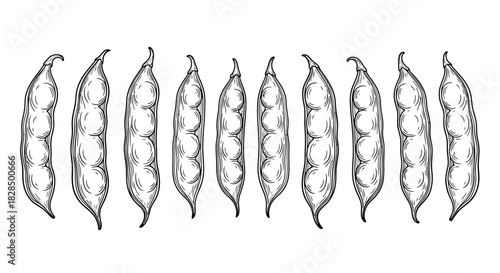 Hand drawn illustration of a row of fresh green beans in sketch style