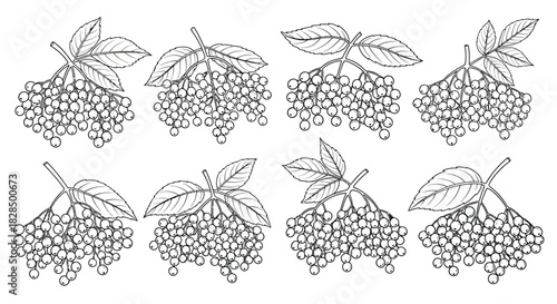 Hand drawn outline illustrations of grape clusters with leaves