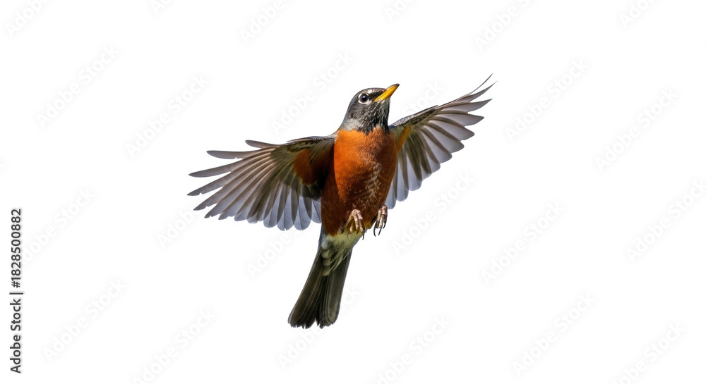 Fototapeta premium Isolated American robin taking flight, wings outstretched for upward momentum and flying