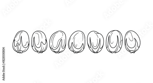 Row of hand drawn cocoa beans in black and white outline