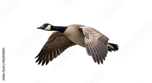 Fotografía Isolated Canada Goose in Mid-Flight, a Waterfowl Wildlife Species, in Natural Co