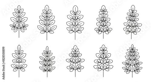 Collection of hand drawn botanical illustrations of lupine flowers