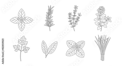 Collection of hand drawn botanical illustrations of herbs and plants