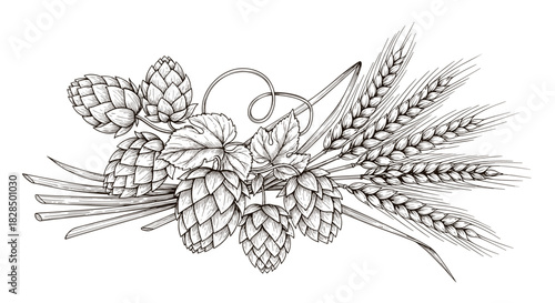 Vintage engraved illustration of hop cones with leaves and wheat ears, forming a rustic design element for brewing or agricultural themes.