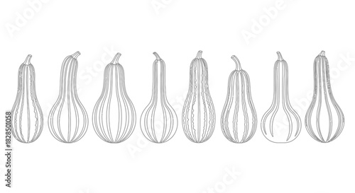 Collection of hand drawn outline gourds in a row