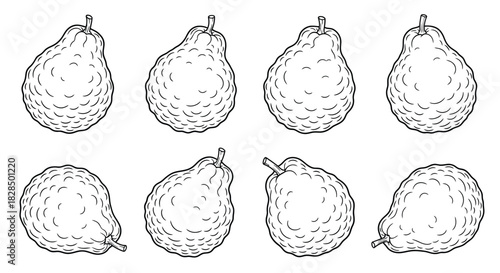Collection of eight hand drawn pears in various poses and perspectives