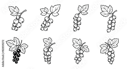 Set of eight hand drawn grape vine corner decorative elements