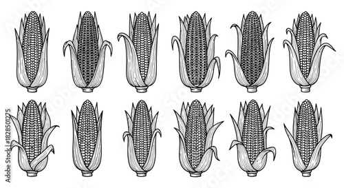 Collection of hand drawn maize corn cobs in black and white illustration