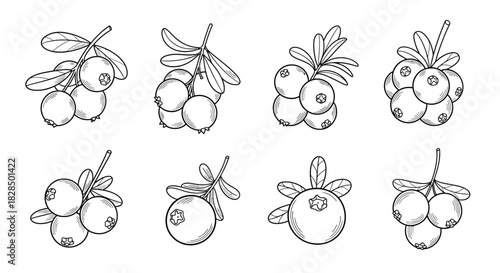 Collection of hand drawn berry illustrations on branches