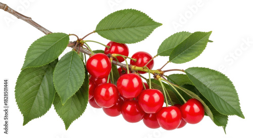 Isolated branch of shiny ripe sweet cherries with leaves, vivid red, fruit, fresh