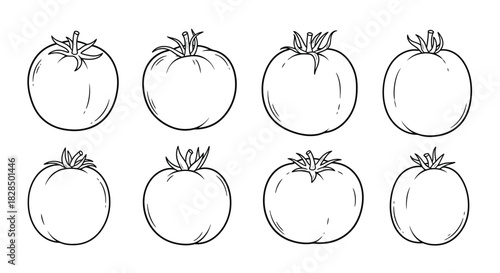 Collection of hand drawn tomato illustrations in sketch style