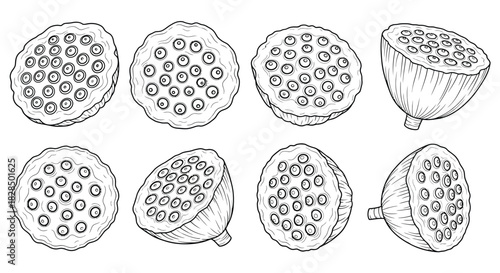 Collection of hand drawn lotus seed pods in various angles