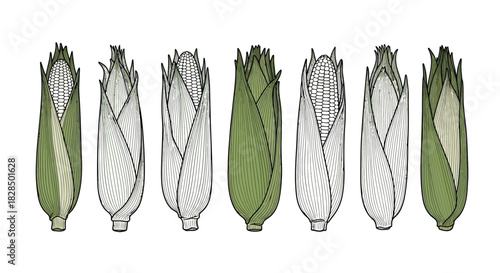 A row of fresh corn on the cob with green husks and detailed kernels