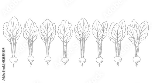 Row of hand drawn beetroots with green leaves isolated on white background