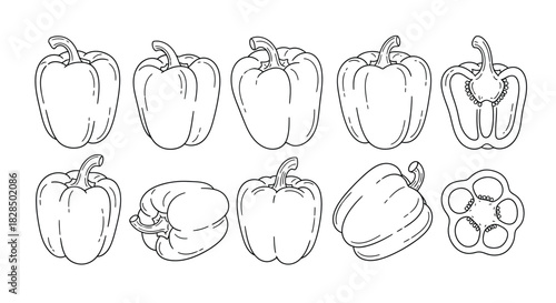 Collection of hand drawn bell pepper illustrations in outline style