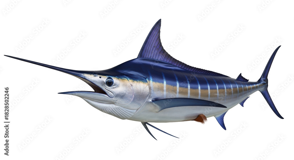 Naklejka premium Isolated Blue Marlin Fish, Big Game Fish, Seafood, Marine Animal, Swordfish, Predatory Fish