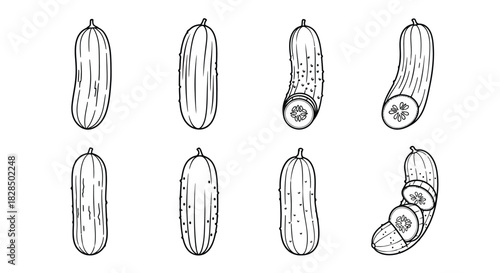 Collection of hand drawn cucumber illustrations in various styles
