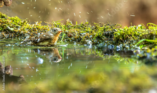Red breasted Flycatcher enjoying in pond water of forest