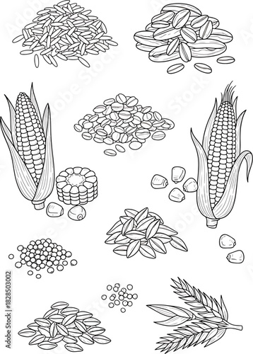 Collection of Hand Drawn Agricultural Grains and Crops Corn Cobs Wheat Ears Seeds and Beans Detailed Vector Illustration
