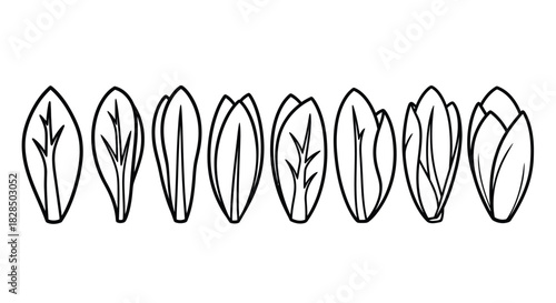 Row of hand drawn stylized flower petals or leaves in black and white