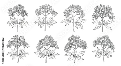 Collection of eight detailed botanical line drawings of flowering plants