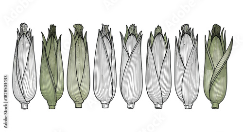 Collection of hand drawn corn on the cob illustrations in black and white with green accents
