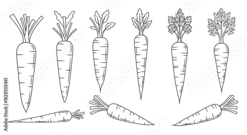 Hand drawn sketch of fresh carrots with green tops isolated on white background