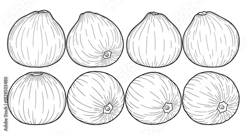Collection of eight hand drawn avocado illustrations in black and white