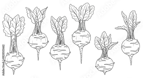 Hand drawn sketch of fresh beets with green leaves isolated on white