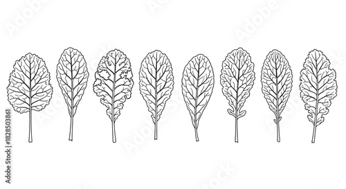 Row of delicate hand drawn feather illustrations in black and white