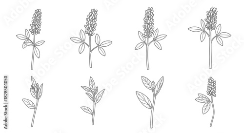 Collection of hand drawn botanical illustrations of lavender sprigs
