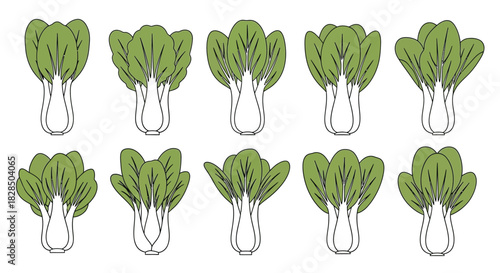 Collection of fresh green asparagus spears with outline illustration