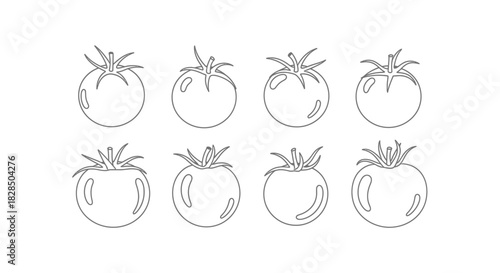 Set of eight hand drawn tomato illustrations in black and white sketch style