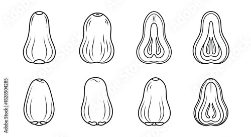 Set of butternut squash halves and whole squash illustrations