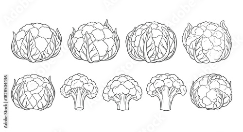 Collection of hand drawn artichoke illustrations in black and white