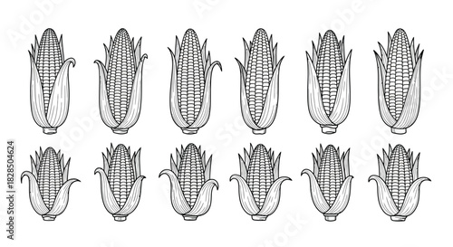 Collection of hand drawn corn cobs in black and white outline style