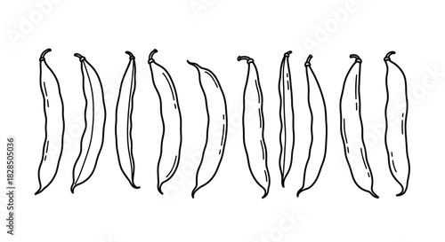 Hand drawn illustration of green beans in a row on a white background