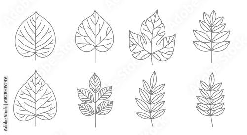 Collection of eight hand drawn botanical leaf illustrations in black ink on white background