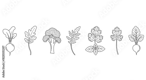 Hand drawn sketch of various root vegetables with leafy greens