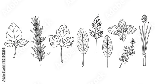 Collection of hand drawn botanical illustrations of various herbs and leaves