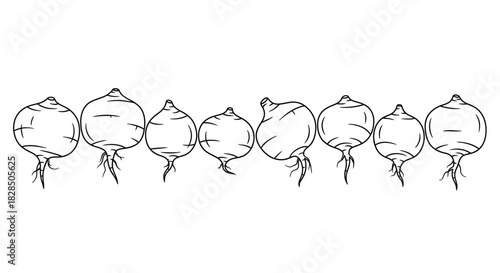 Hand drawn line art illustration of a row of radishes